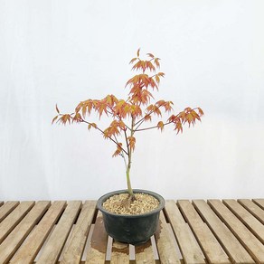 소형 귀여운 단풍 나무 묘목 분재 반려 식물 인테리어 베란다 사무실 책상 화분, 1개