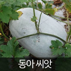 동아 씨앗 호박 종자 박 채소 동과 토종 씨 30알