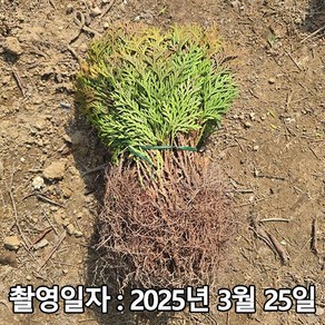 충주원예조경 / 둥근측백(데니카) / 삽목2년 / 1등묘, 1개, 데니카