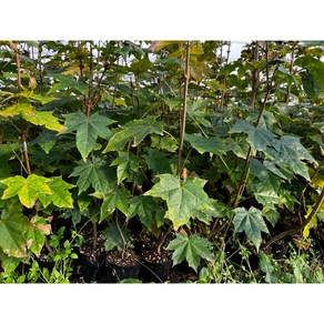 화천 자연애 우산고로쇠 포트묘목 (20-50cm) 2주 (컵 포트), 1개