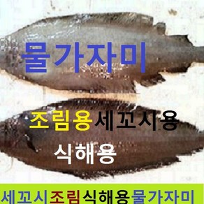 (쌍다리상회)국내산 생물 가자미 고급 물가자미 대 중 소 5kg, 생물 가자미 소 20-24cm 50-80마리 5kg이상, 1개