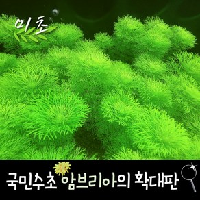 [미초] 자이언트 암브리아 수초 2촉 & 5촉 / 치어 수초 / 초보자 수초 / 구피 수초, 5개