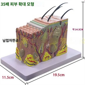 모낭 확대 모형 피부과 구조 모발 피부 조직, 피부 약 35배 사이즈 16*12*12CM, 1개, 1개입