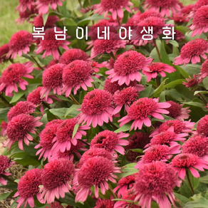 겹에키네시아 라즈베리 [1포트 복남이네야생화 모종 핑크 에키나세아 echinacea], 1개