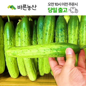 < 바른농산 > 국내산 오이 다다기오이 백오이 (상품) 1박스(35~45개), 35~45개, 1개