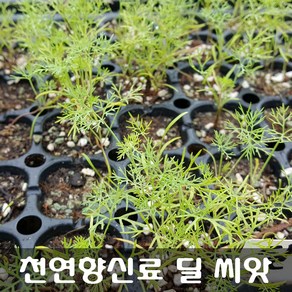 [해피플라워] 마음을 진정시키는 향신료 허브 딜(Dill) 씨앗 5g(약 1000립) / 봄 여름 가을 파종 허브 종자, 1개