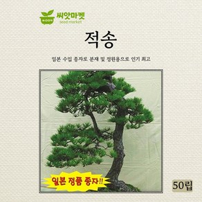 아람종묘 적송 씨앗 50립, 1개