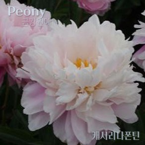 작약(Peony) 작약 숙근 입고 캐서리나폰틴(2~3촉) 금강원, 1개