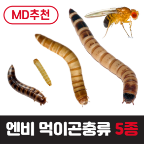 [초특가] 실험 학습 먹이용 엔비 밀웜 서비스밀기울O 단일, 일반밀웜(극소), 200마리, 10ml