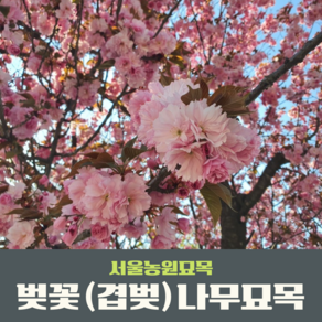 서울농원묘목/벚꽃나무 겹벚나무 개화주 분묘 조경수 가로수 공원수