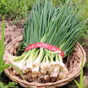 노지 햇 쪽파 깐쪽파 손질쪽파 중쪽파, 3개, 1kg