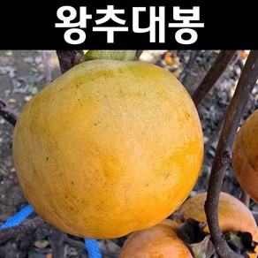 감나무 묘목(왕추대봉) 결실주(4년생) 분묘 1개/유실수 과실수, 1개