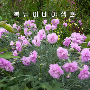 키큰 분홍패랭이 로지우스 [4포트 복남이네야생화 모종 석죽 디안서스 dianthus], 4개