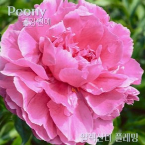 작약(Peony) 숙근 입고 알렉산더 플래밍(2~3촉) 금강원예, 1개