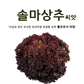 솔마 상추씨앗 (100립) 프리미엄 유럽상추, 1개