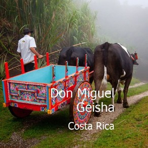 위트러스트 [위트러스트] 코스타리카 돈 미구엘 게이샤 200g Costa Rica Geisha, 에스프레소, 1개