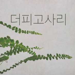 *쟈스민 식물* 더피고사리 (소), 1개, 기본