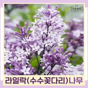 라일락나무 묘목 수수꽃다리 실생2년생 뿌리묘 5개