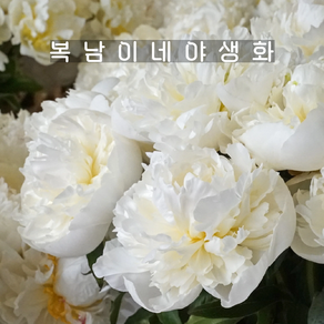 듀체스드느무르 [1포트 복남이네야생화 모종 두체스 흰겹 작약 목단 피오니 peony]