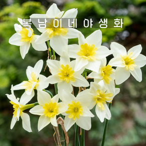 수선화 벨라에스텔라 [3포트 포트당1구식재 복남이네야생화 구근식물 nacissus], 3개