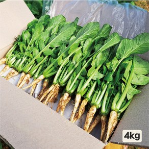 채소한 포천 어린열무 싱싱 국내산 수확, 4kg, 1개