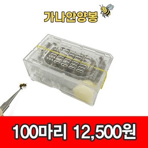 건강한 벌침 봉침 벌침용 봉침용 벌 꿀 + 먹이동봉 100마리 이상 ~, 100개