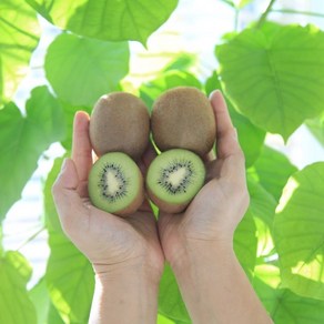 국산 참다래 키위 제주 해남 그린키위 중과, 1박스, 1kg