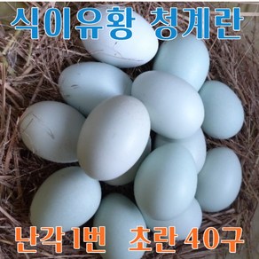 강원고성 자연방사 청란 (초란) 청계란 유정란 (난각1번)