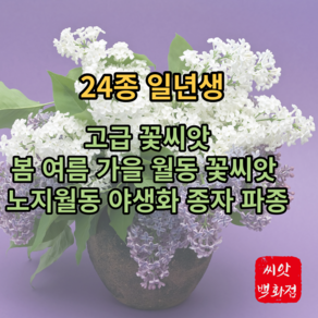 꽃씨 / 고급 일년생 봄 여름 가을 월동 꽃씨앗 노지월동 야생화 종자 파종