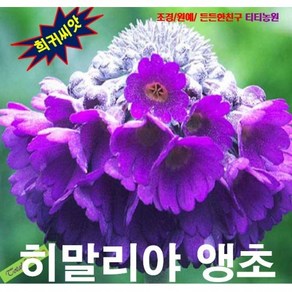 (희귀씨앗) 히말라야앵초 (Pimula capitata) 25립, 1개