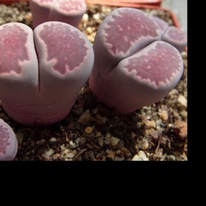 리톱스나라 살리콜라 바커스 씨앗 10립 Lithops Salicola bacchus, 1개