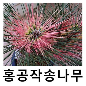 소나무 묘목 전원 홍공작송 접목1년, 1개