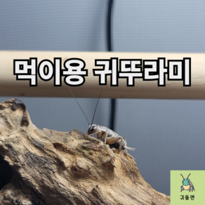 [귀뚤맨] 먹이용 귀뚜라미(파충류 양서류), 1g, 50개, 중