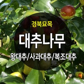 우수한 품종의 나무묘목 유실수 과실수 약용수 조경수 판매중