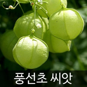 풍선초 씨앗 꽃씨 꽃씨앗 종자 야생화 야생초 씨 10알, 1개