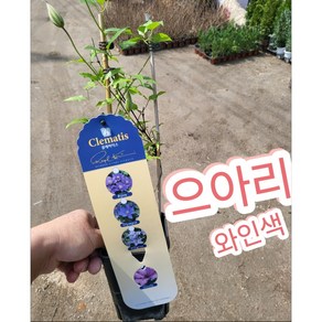 으아리꽃 와인/클레마티스로 유럽에서 정원용으로 유명, 1개