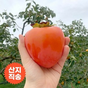 신세계라이브쇼핑 [자연맛남] 달달한 영암 대봉감 10kg (30과내외), 신세계라이브쇼핑 [자연맛남] 달달한 영암 대봉감 10k