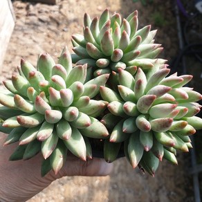 [수암다육] 연지곤지 랜덤발송 Echeveria 'Yeonji' 다육 다육이 다육식물 546