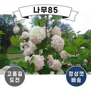 (나무85) 설구화(수구화) 키 1.0내외 개화주 (분), 1개