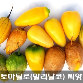 [해피플라워] 멕시칸 요리 재로 토마틸로 말리날코(Malinalco) 씨앗 300립 / 봄 여름 파종 웰빙푸드 종자, 1개