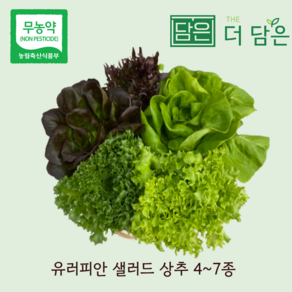 [무농약] 유럽 샐러드 상추 야채 3~6종 1kg 2kg 로메인 버터헤드 쌈채소 유러피안 샐러드 스마트팜 수경재배 채소