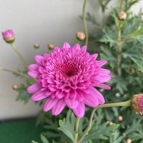 [다온야생화] C5927 목마가렛외목대 (핑크겹) (15cm) [동일품], 1개, -