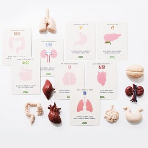 바니그라운드 인체 장기모형 교구 / 인체모형 8종 어린이 유아 과학 학습, 1개