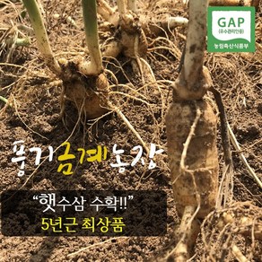 풍기금계인삼 풍기인삼 수삼 난발삼 5년근 햇수삼(인삼) 1채(750g), 1박스, 난발햇수삼 11-15뿌리(세척안함)