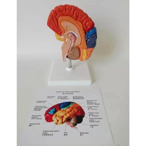 타밈스토어 인체 모형 뇌간 인체뇌모형 간뇌 두뇌 해골 인간 1 실습 다양한 영역 오른쪽 침자리, 반쪽 대뇌대 사각 받침대