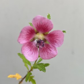 [다온야생화] W2116 애기부용 (10cm) [랜덤], 1개