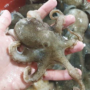 당일조업 태안 서해안 활 쭈꾸미 생물쭈꾸미 냉동, 1개, 1kg(활생물/국내산)