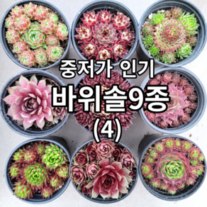 중저가 바위솔9종+1(사은품)세트 04번/ 방수라벨 이름표 첨부 / 분채배송 월동다육 꽃과정원이야기, 1개