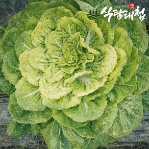 식탐대첩 국내산 남도 봄동(납작배추) 10kg(특품), 1개