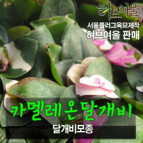 [허브여울모종] 카멜레온 달개비 모종 (서울육묘생산 허브여울판매 정품다육모종)